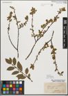 Foto von Salix myrsinifolia Salisb.